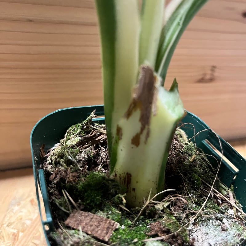 斑入りクワズイモ　大株　アロカシア　オドラ　赤枠1本 斑入りクワズイモ 大株 アロカシア オドラ 赤枠1本