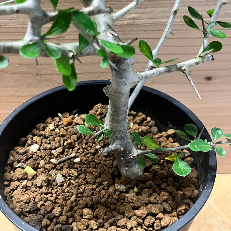 コミフォラ シンプリキフォリア | GREEN LUCK