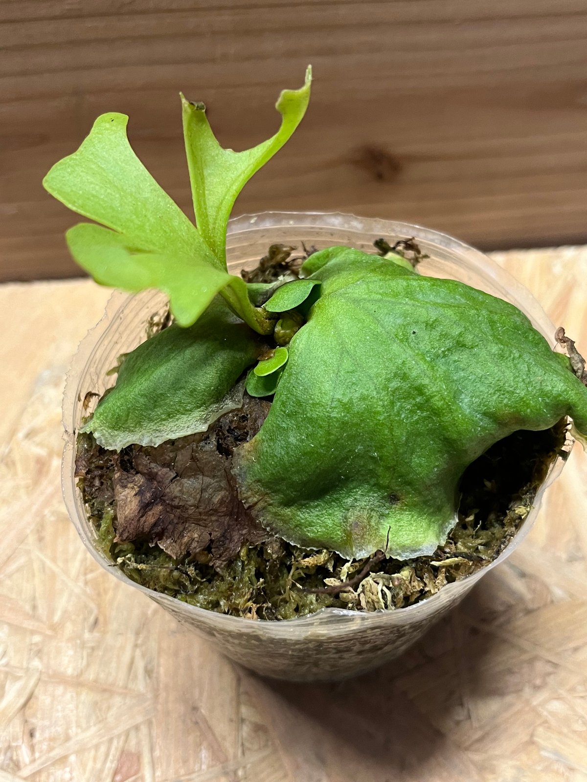 板付けビカクシダ専用 ドリップ式給水器 40個 ビカクシダのおすすめ