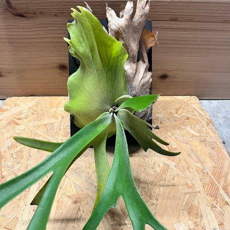 ウィリンキー | STORES