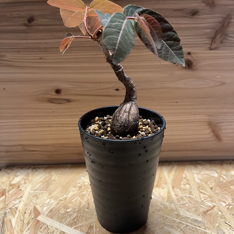 フィランサス ミラビリス | GREEN LUCK