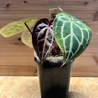 ドラセナ シナバリ | GREEN LUCK