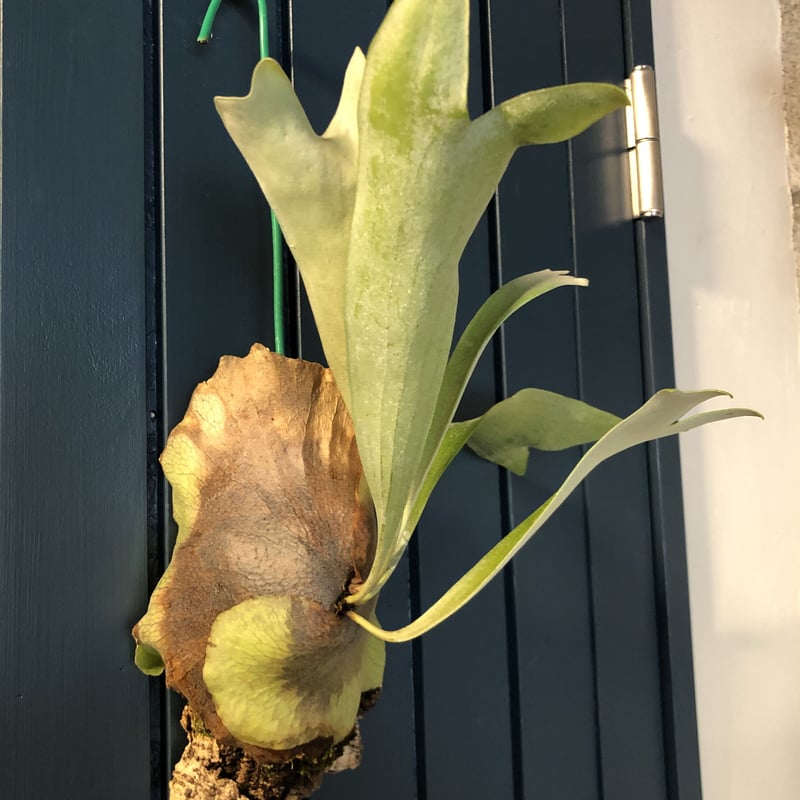 p.sp (majusmix)マジュスポ 【公式通販】