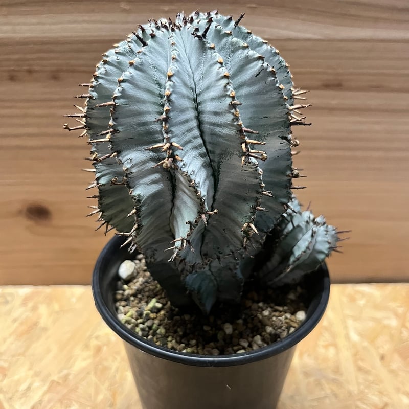 ユーフォルビア 白衣ホリダ 雌 | GREEN LUCK