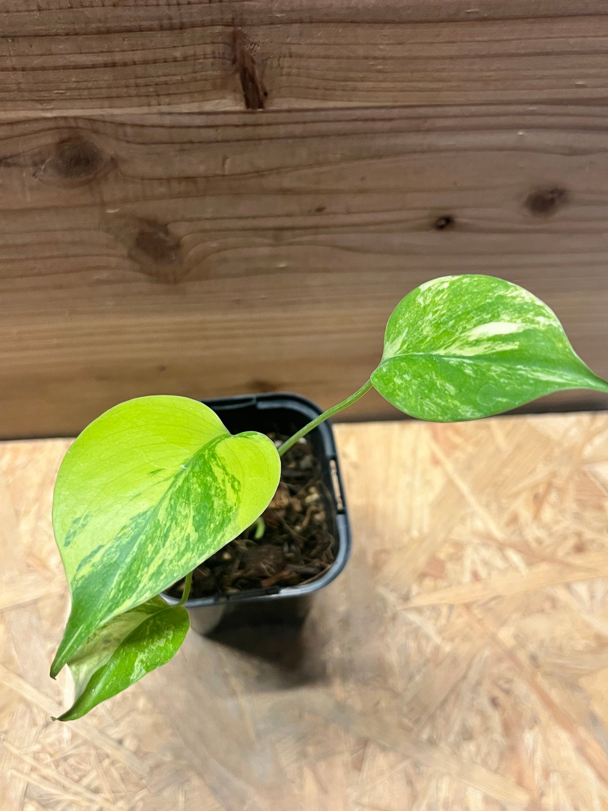 モンステラ デリシオーサ 'イエローマリリン' | GREEN LUCK