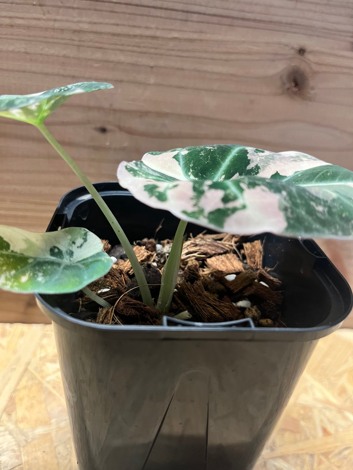 アロカシア ブラックベルベット ピンクバリエガータ | GREEN LUCK