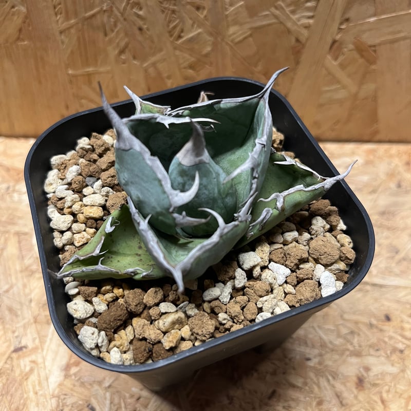 アガベ チタノタ ホワイトアイス コンパクト | GREEN LUCK