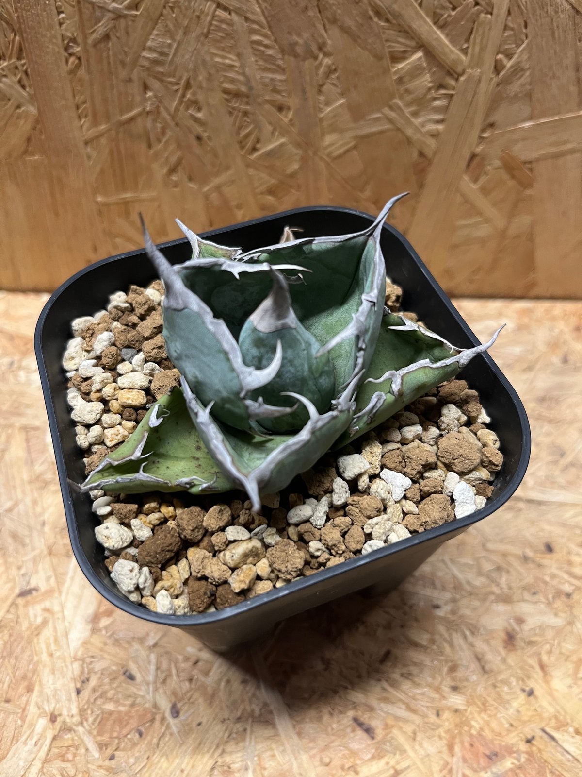 u*f様 アガベ ホワイトアイス 斑入り 白氷 Titanota 