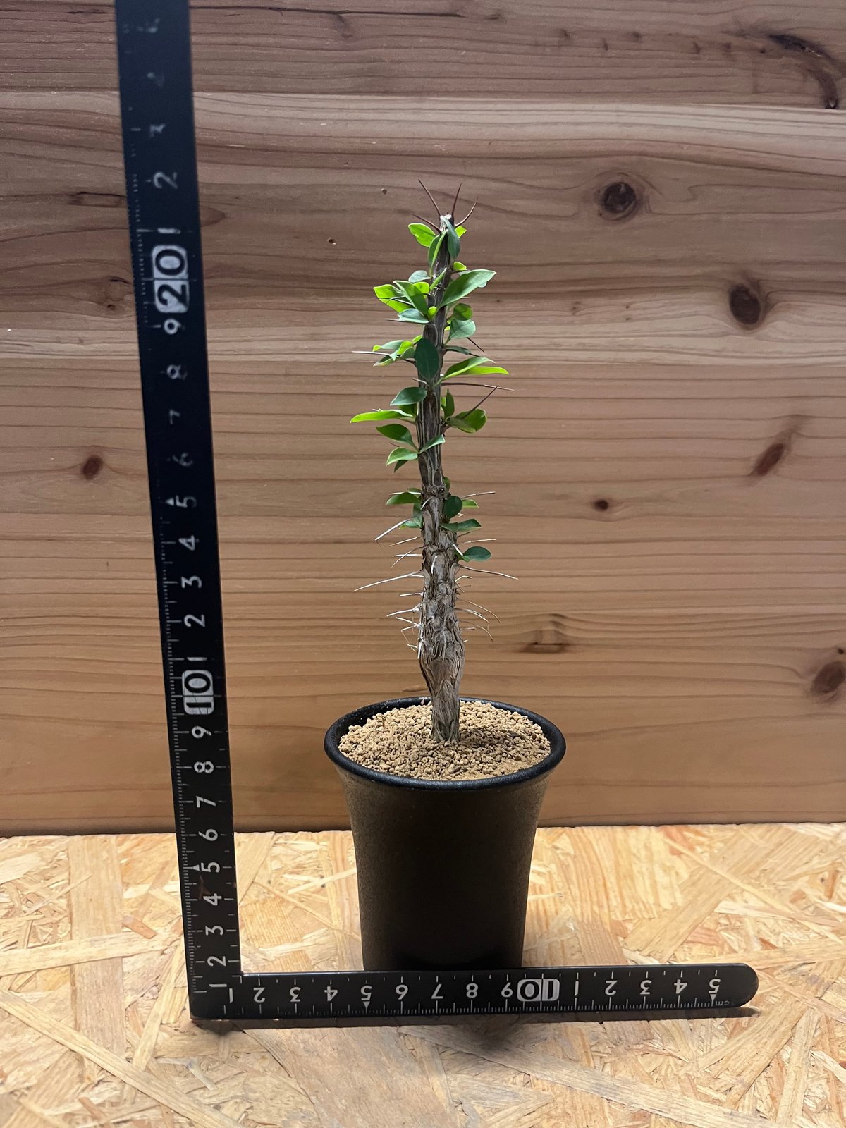 ディグエッティ フラワー・ガーデニング フォークイエリア ディグ