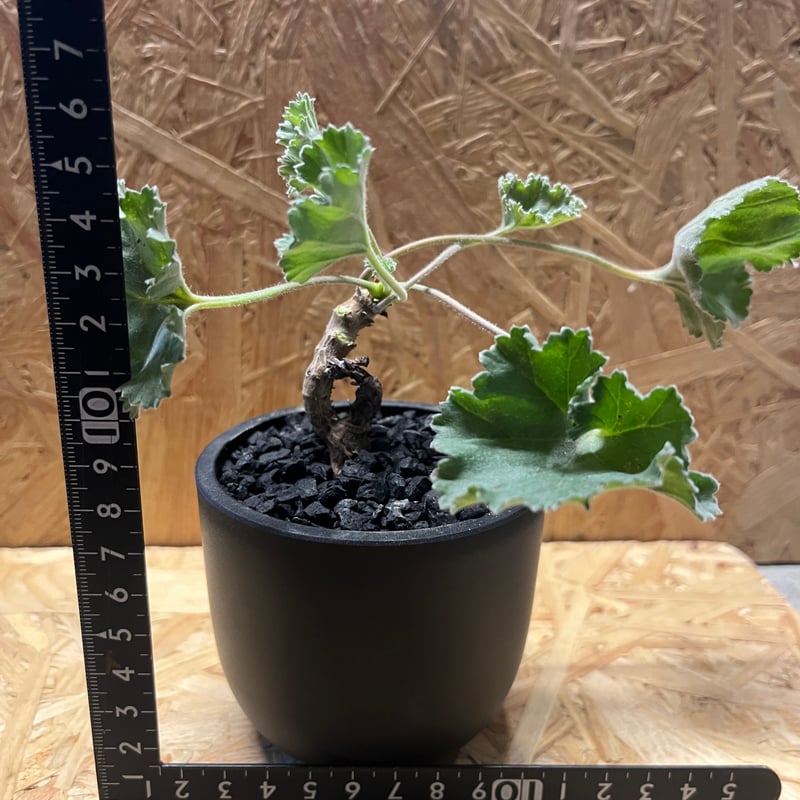 ペラルゴニウム　ミラビレ鉢付き 観葉植物 おしゃれ 室内 超希少品種 ペラルゴニウム ミラビレ