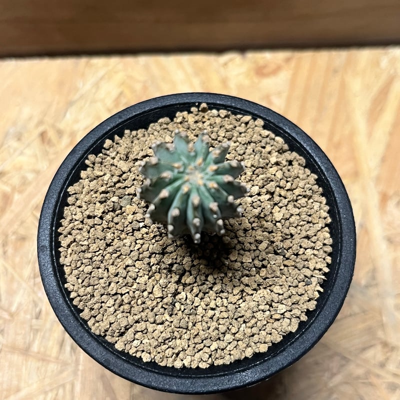 sensyuu ゲオヒントニア・メキシカーナ (二頭・台付）　抜き苗 sensyuu ゲオヒントニア・メキシカーナ (二頭・台付） 抜き苗