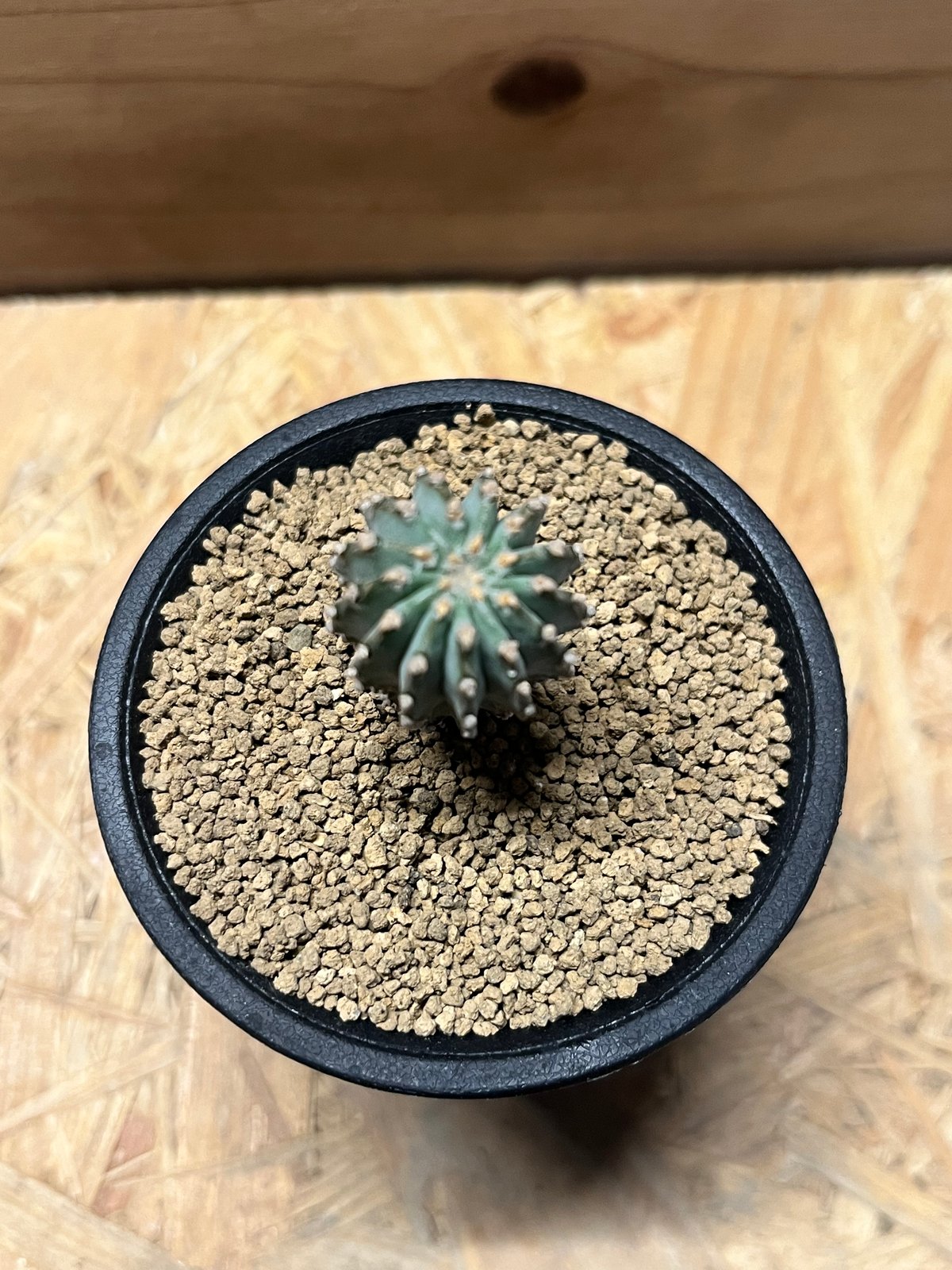 【良形】お値下げ！ゲオヒントニア　メキシカーナ Geohintonia mexicana ゲオヒントニア メキシカーナ サボテン | plants