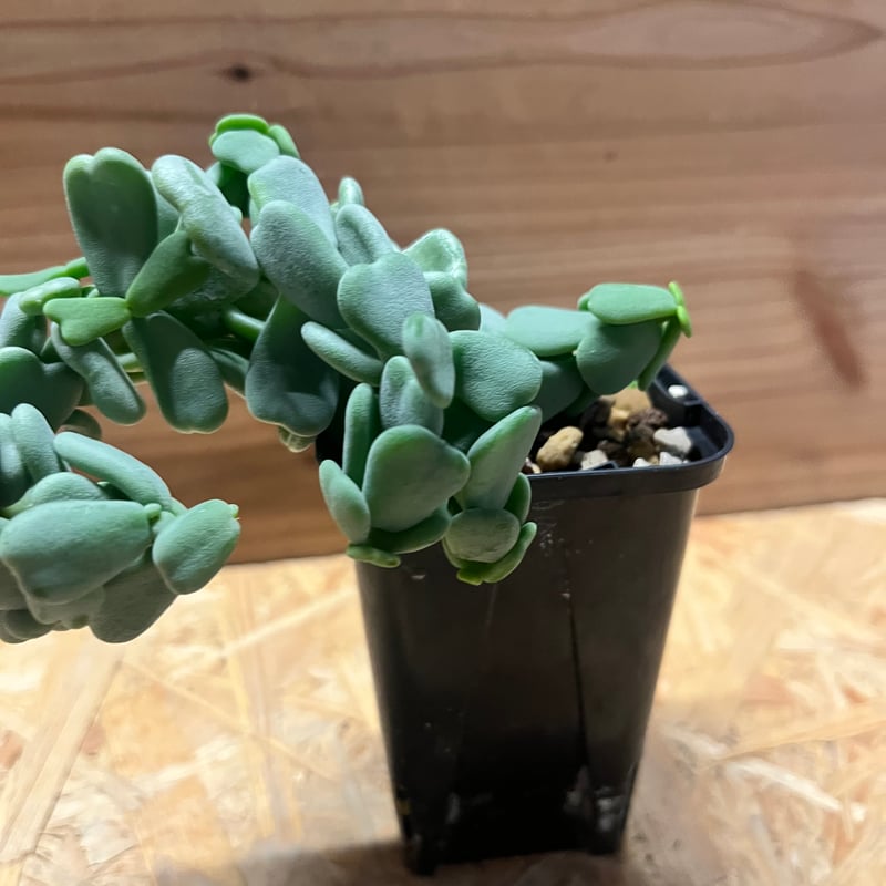 ケラリア ピグマエア 実生 雌株 | GREEN LUCK