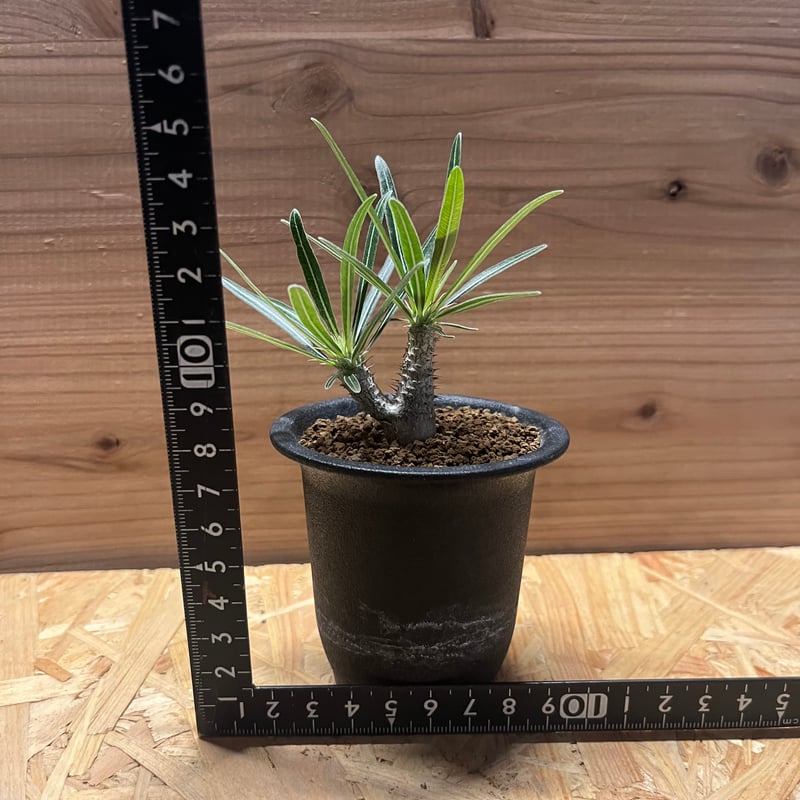 パキポディウム グラキリス 実生 | GREEN LUCK