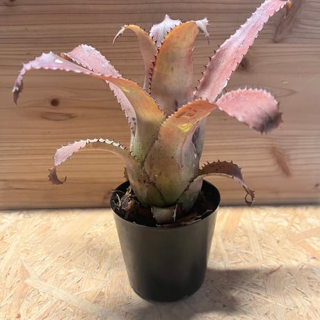 ホヘンベルギア | STORES