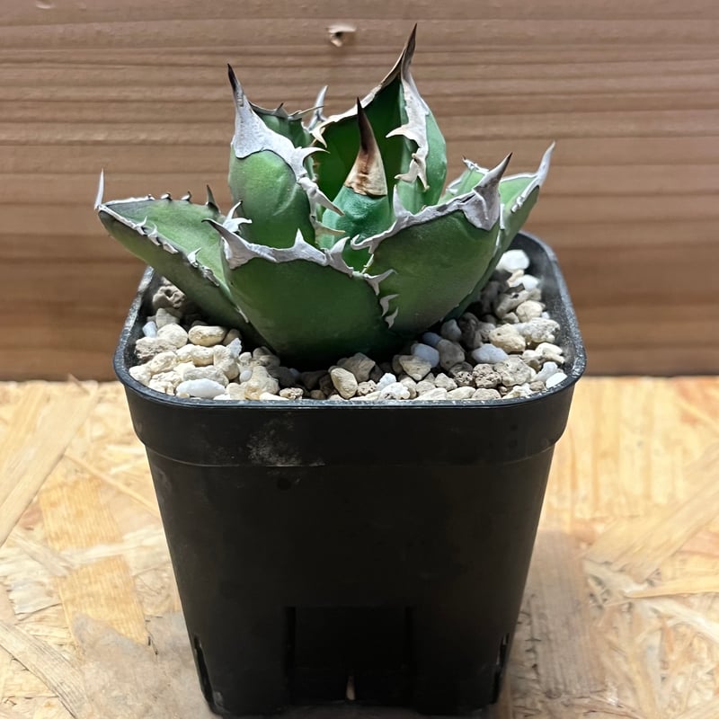 アガべ チタノタ '白犀牛' | GREEN LUCK