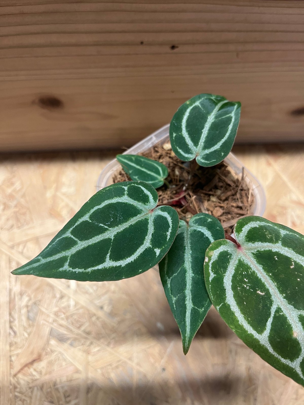 アンスリウム ミシェル×ザラ F3 | GREEN LUCK