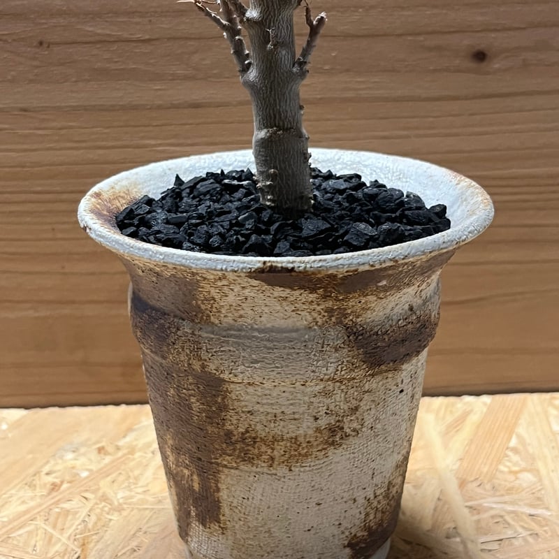 ユーフォルビア バルサミフェラ×土京鉢 | GREEN LUCK