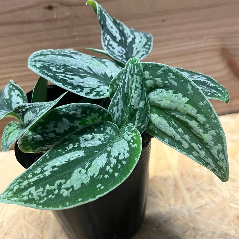 スキンダプサス ピクタス トリカラー | GREEN LUCK