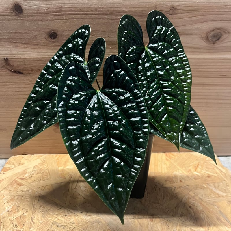 アンスリウム ルクスリアンス 'ブラック' | GREEN LUCK