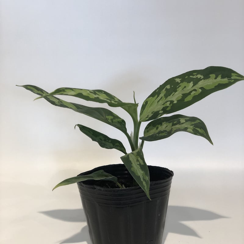 アグラオネマ ピクタム | GREEN LUCK