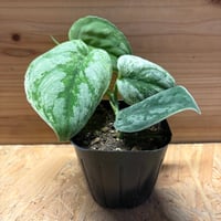 アンスリウム 'ダークフェニックス' 斑入り | GREEN LUCK