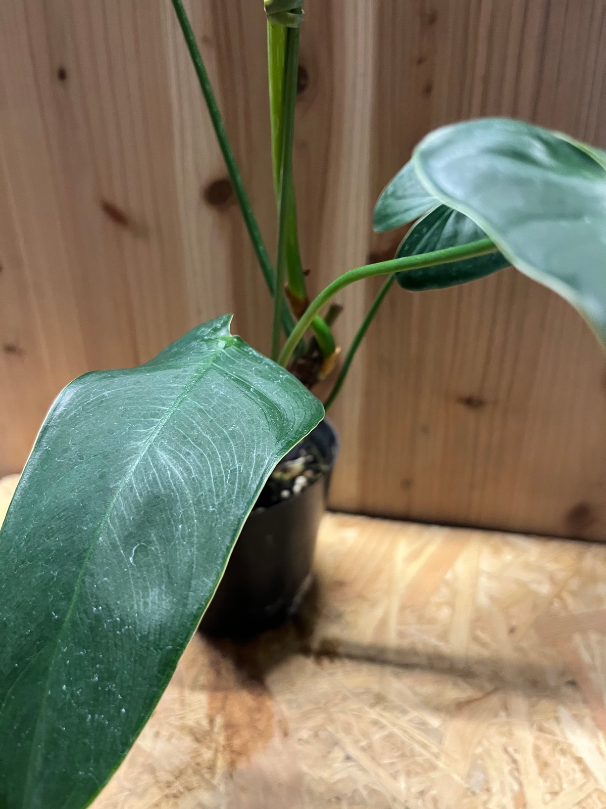 超希少❗️フィロデンドロン　シャロニアエ✨ フィロデンドロン シャロニアエ 「Philodendron sharoniae」11J