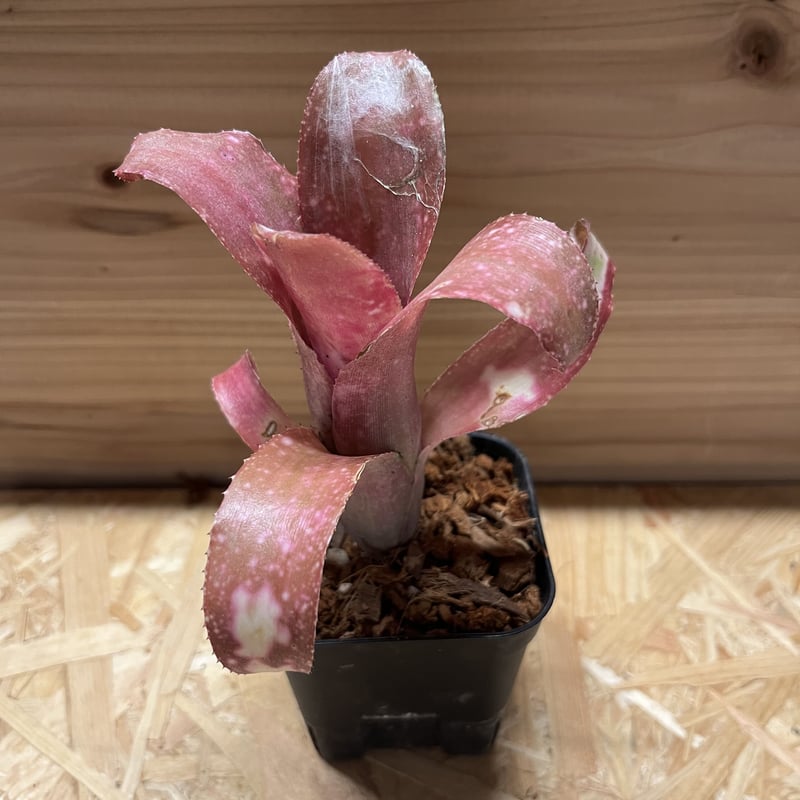 ビルベルギア ピンクシャンパン | GREEN LUCK