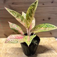 アンスリウム モロナ Anthurium sp. morona アンスリウム モロナ Anthurium sp. morona Anthurium sp. 