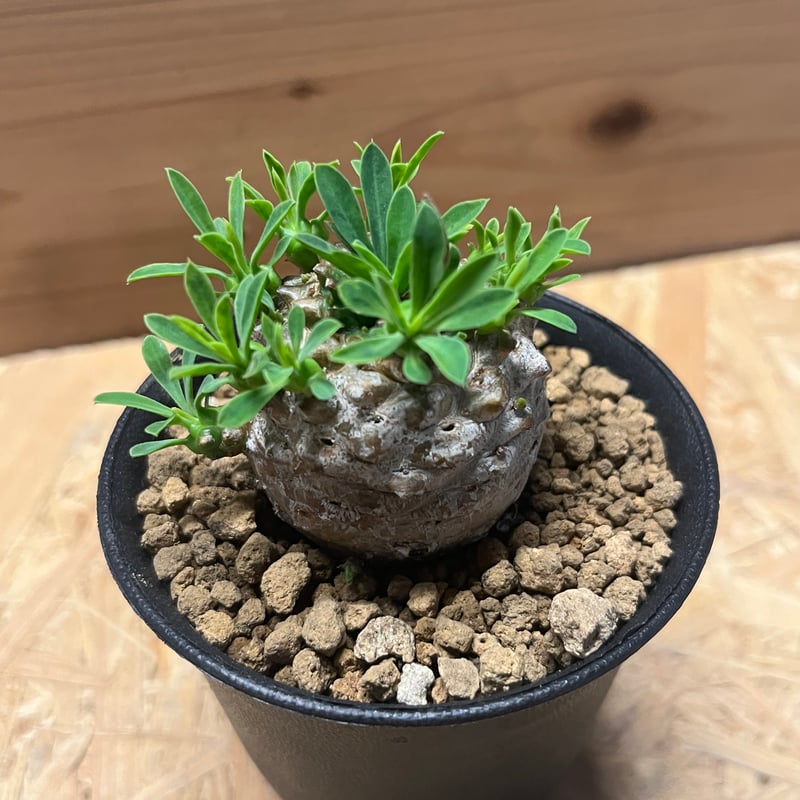 ユーフォルビア 峨眉山 | GREEN LUCK