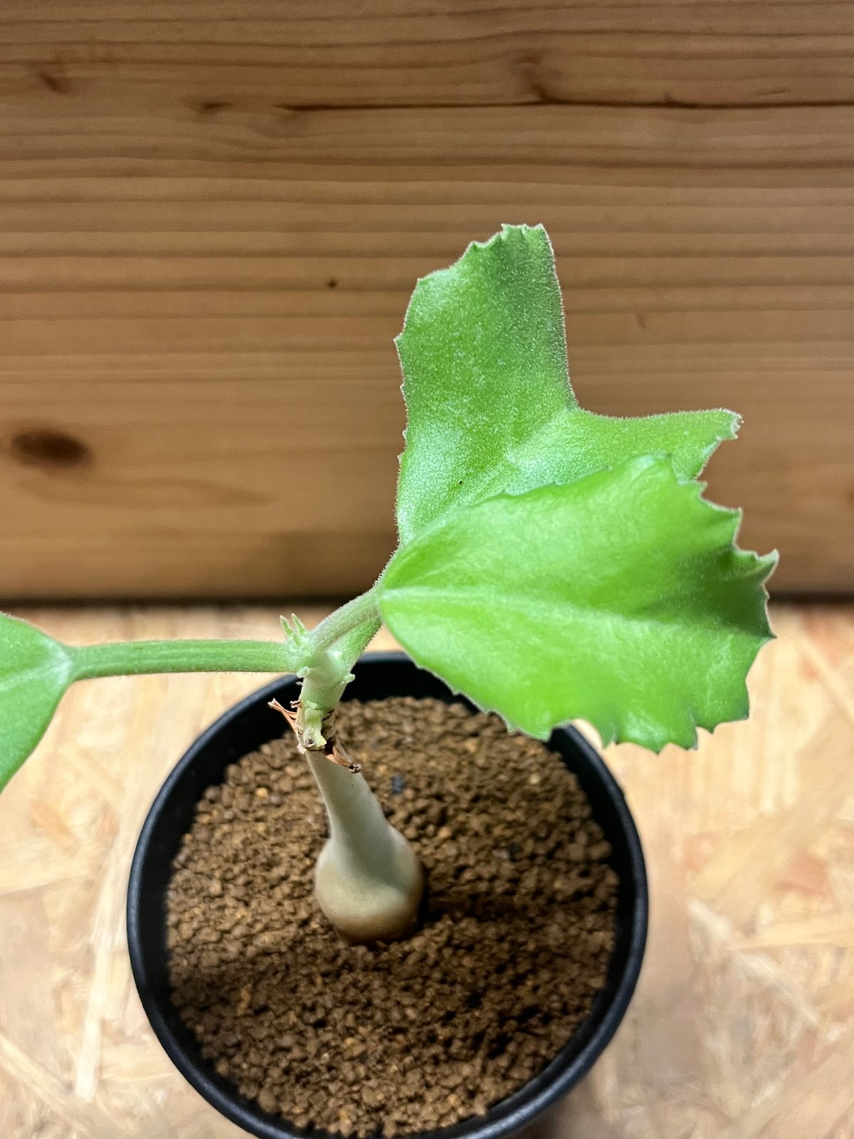 キフォステンマ ユター | GREEN LUCK