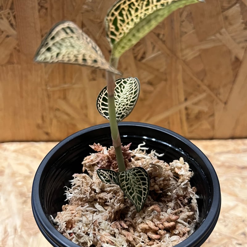 アネクトキルス ロクスバギー ゴールドベインタイプ | GREEN LUCK