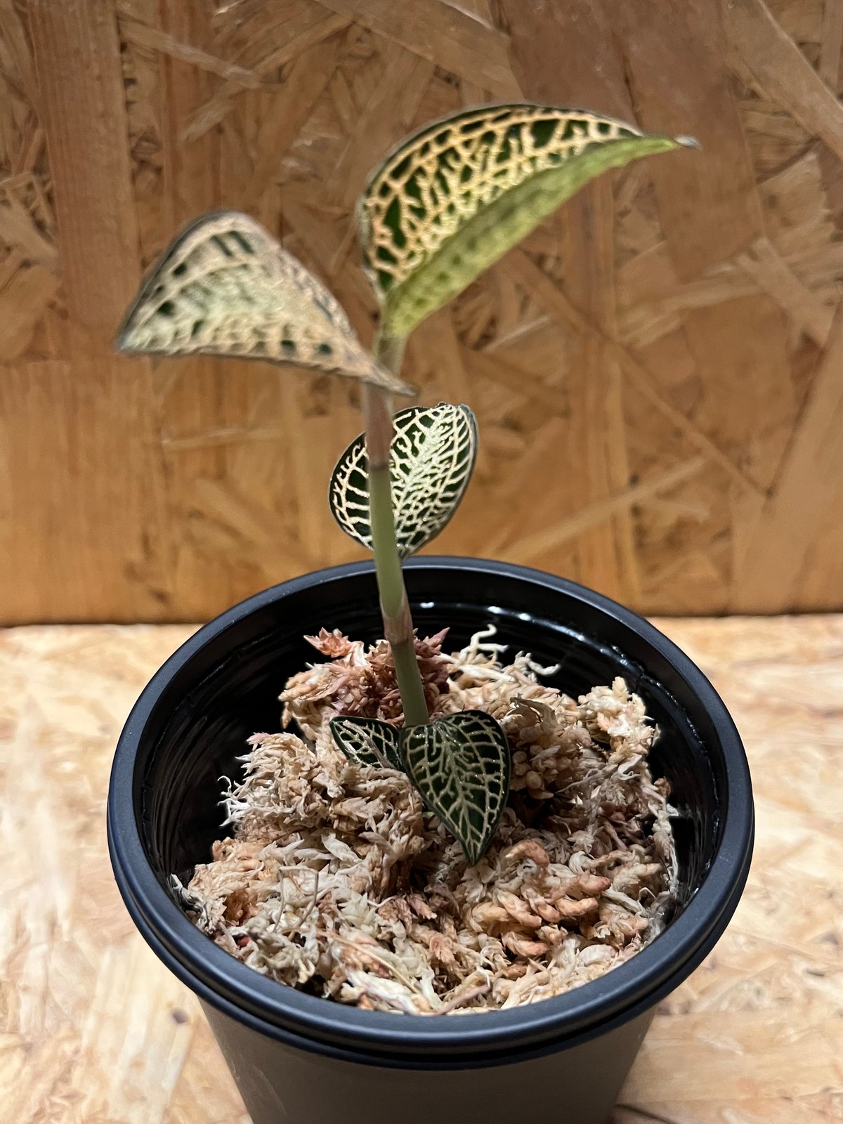 【7株】アネクトキルス・ロビアーナス　アネクトキルス・ロクスバギー　混合品 7株】アネクトキルス・ロビアーナス アネクトキルス・ロクスバギー