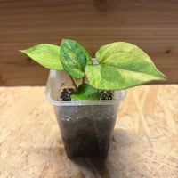 アンスリウム 'ダークフェニックス' 斑入り | GREEN LUCK