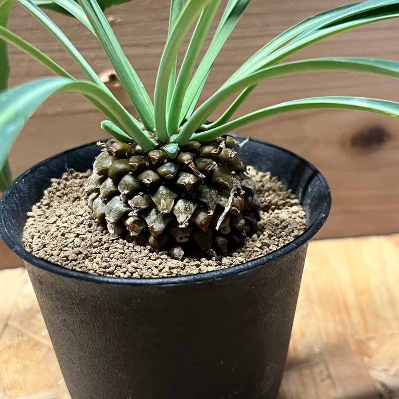 ユーフォルビア ブプレウリフォリア 鉄甲丸 | GREEN LUCK