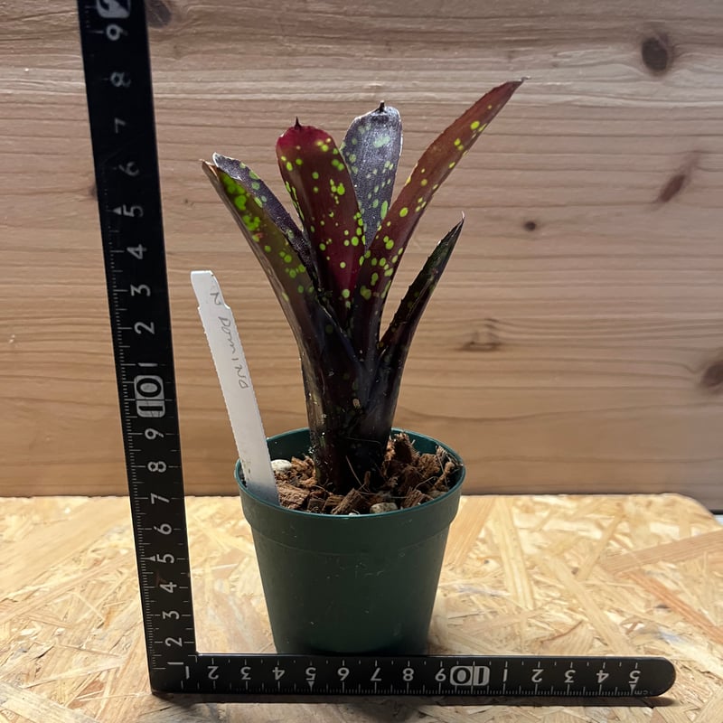 ネオレゲリア ドミノ | GREEN LUCK