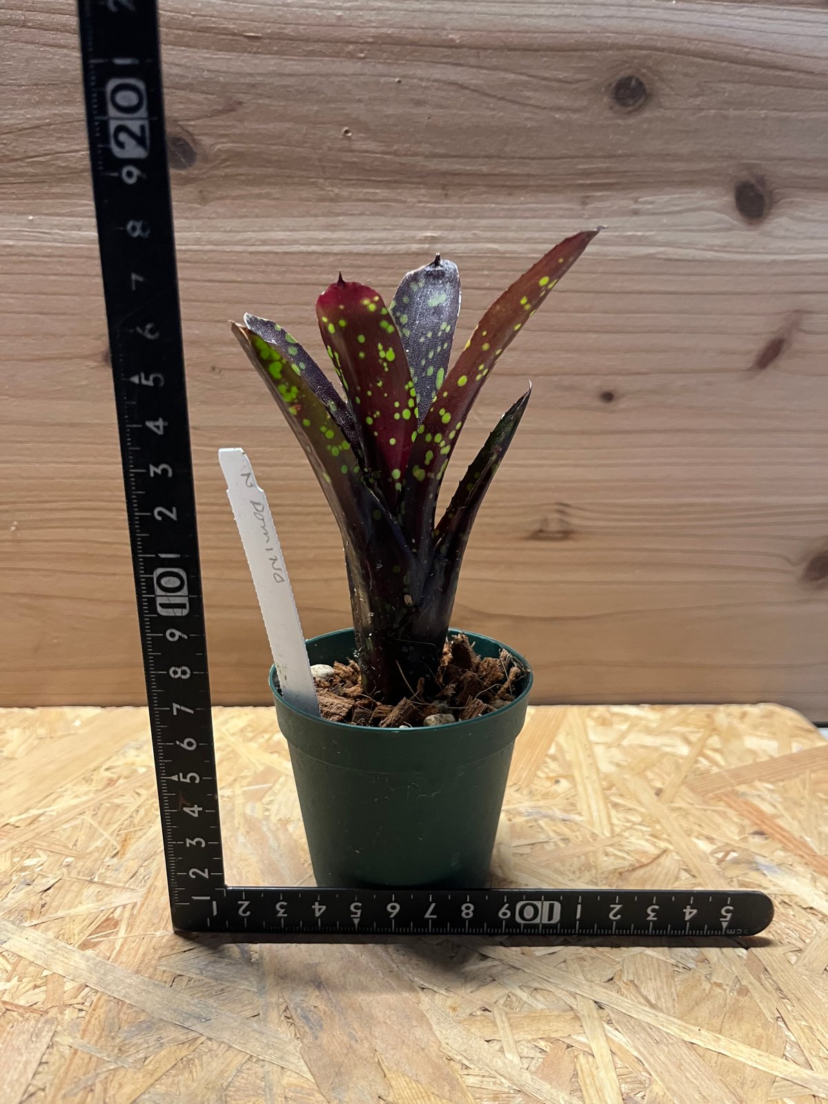 ネオレゲリア ドミノ | GREEN LUCK