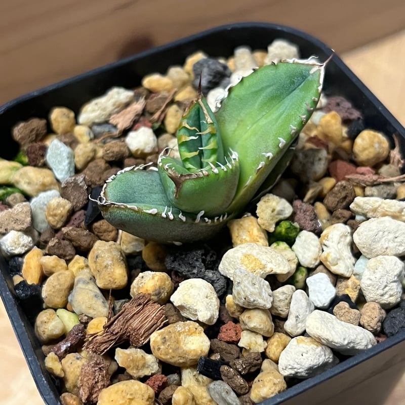 Agave WhiteFang パープソラム ホワイトファング US産 Agave WhiteFang パープソラム ホワイトファング US産 Agave