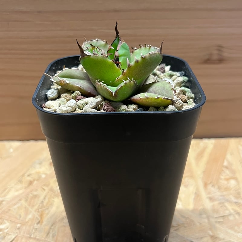 アガベ チタノタ ホワイトファイヤー | GREEN LUCK