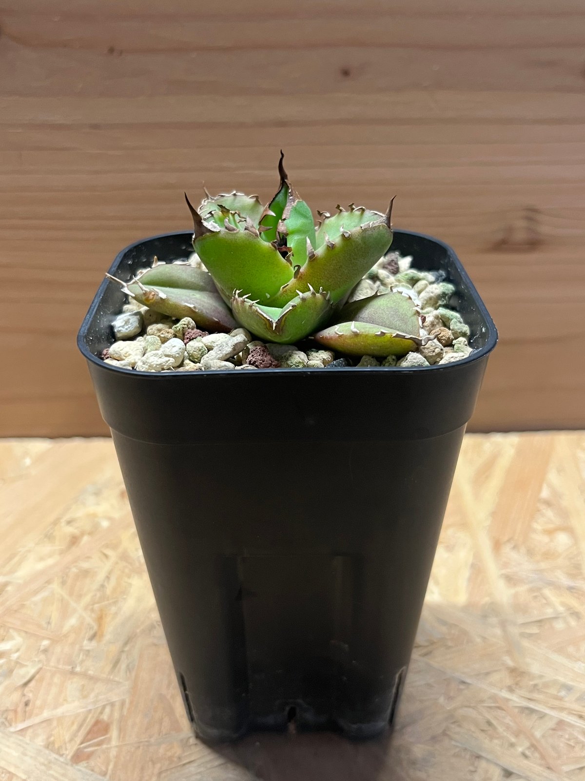 アガベ チタノタ ホワイトファイヤー | GREEN LUCK