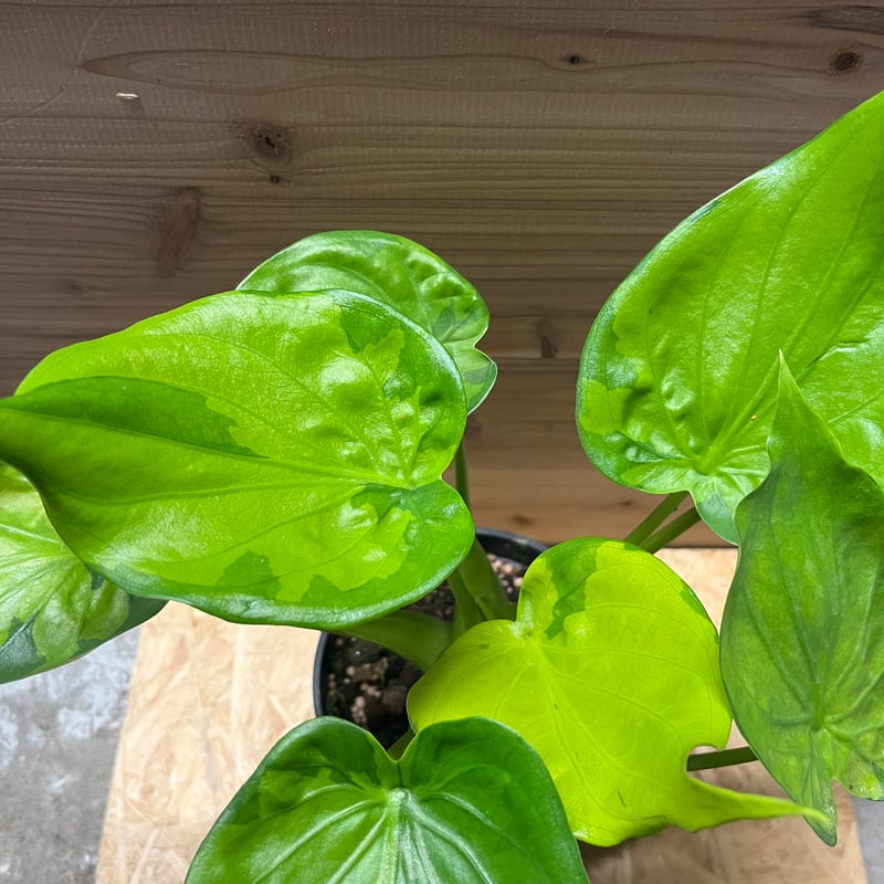 班入りクワズイモ　デッカい クワズイモ 斑入り 3号 | Green Shop MITSUBACHI