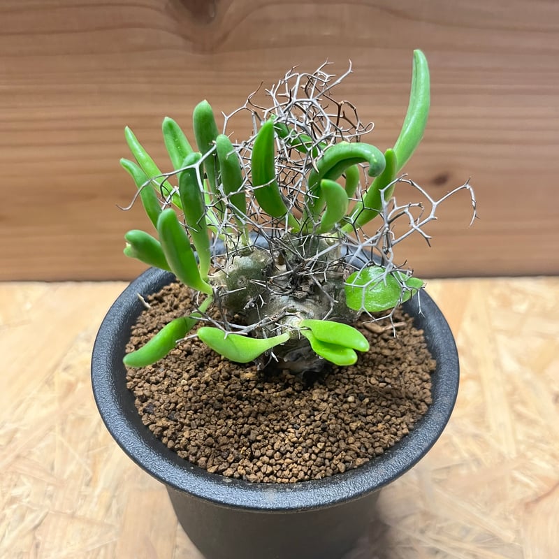 チレコドン レティキュラーツス 万物想 | GREEN LUCK