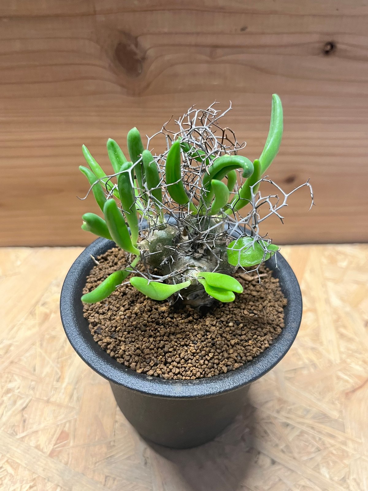 チレコドン レティキュラーツス 万物想 | GREEN LUCK