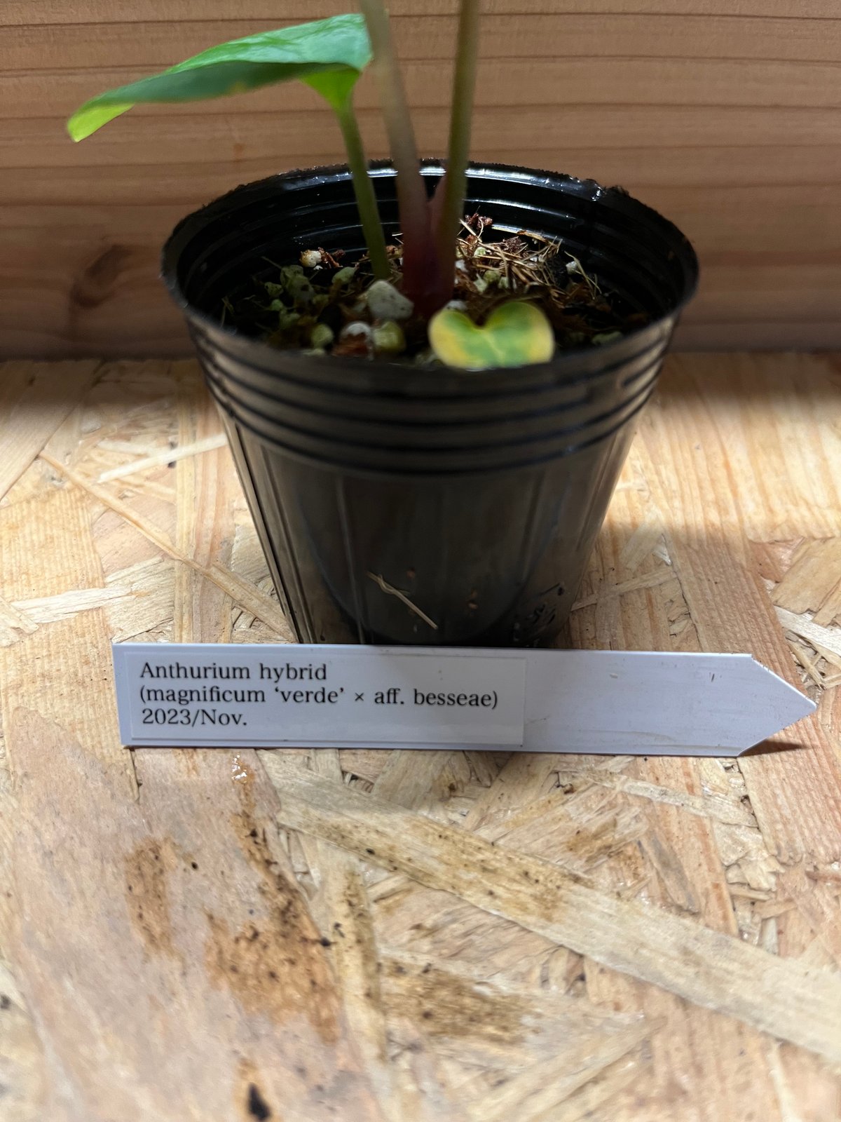 アンスリウム ハイブリッド aff.Besseae×Magnificum Verde | GR