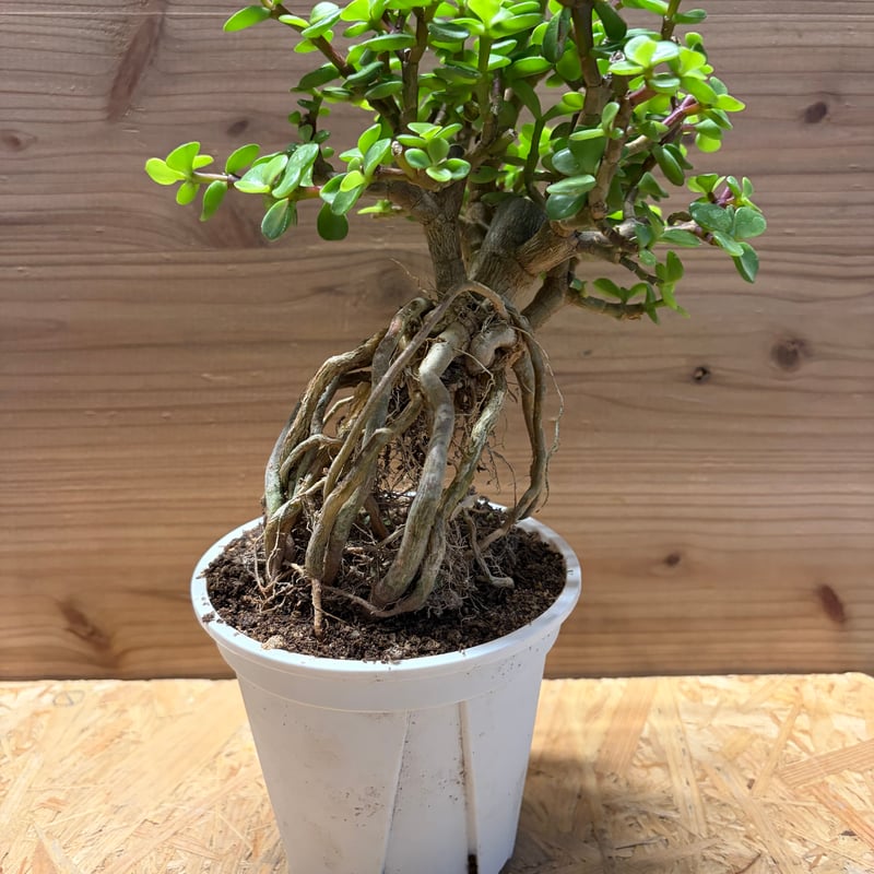 ポーチュラカリア アフラ | GREEN LUCK