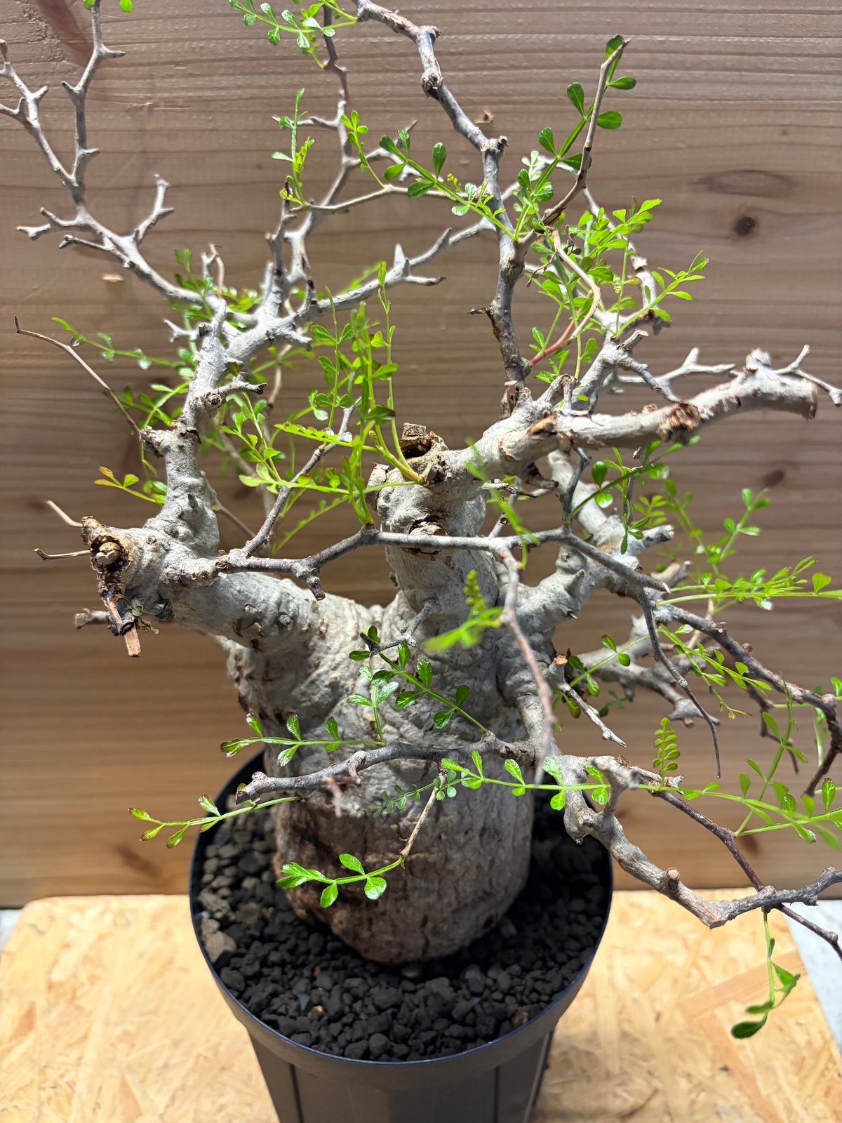 オペルクリカリア パキプス | GREEN LUCK