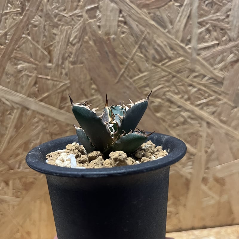 アガベ チタノタ サンクラウン | GREEN LUCK