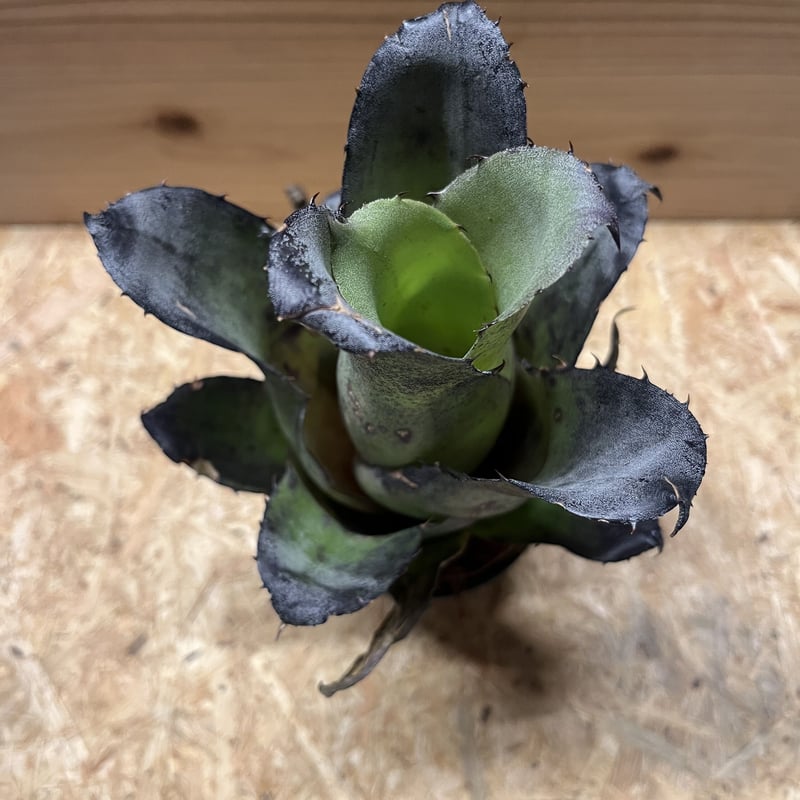 ホヘンベルギアレオポルド－ホルスティ　Schindhelm(s. n.)1996 ホヘンベルギアレオポルド－ホルスティ Schindhelm(s. n.)1996