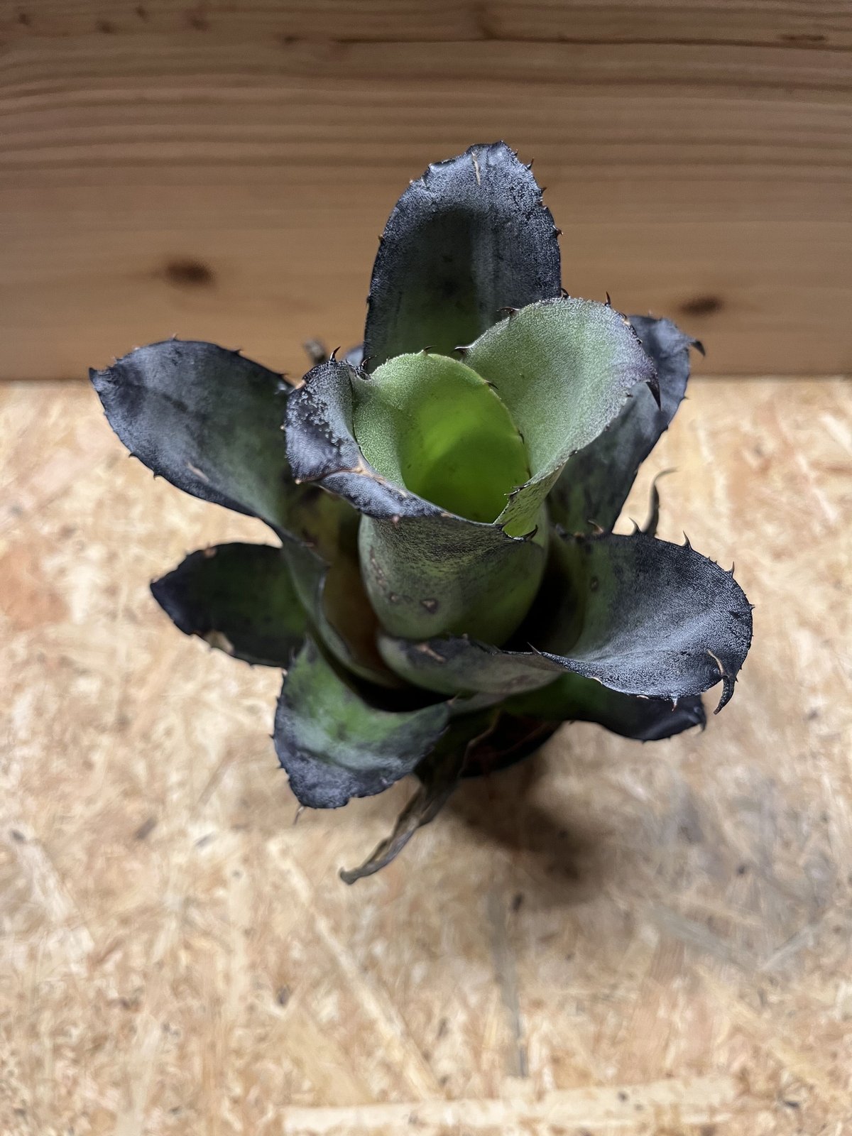 ホヘンベルギア レオポルドホルスティ | GREEN LUCK