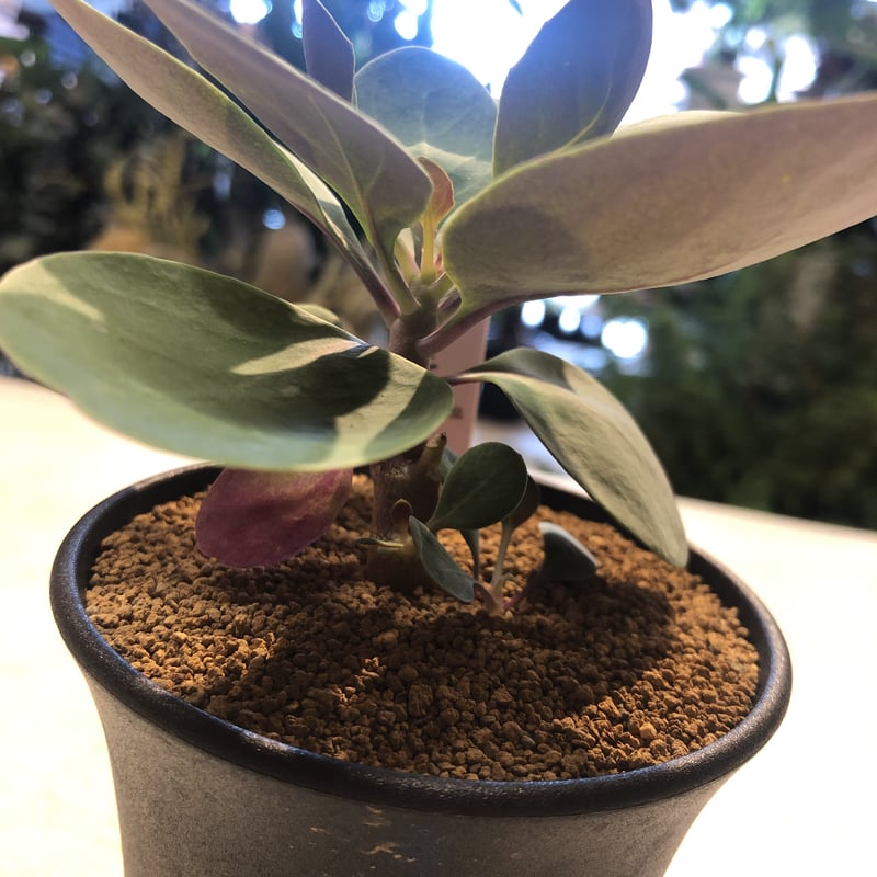 オトンナ トリプリネルビア | GREEN LUCK